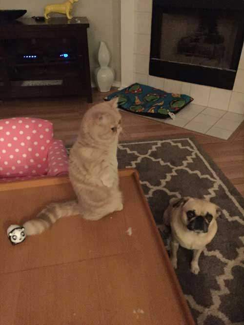 Kỳ lạ: Chú mèo ú chỉ thích đứng bằng 2 chân 5