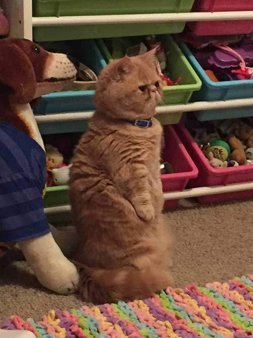 Kỳ lạ: Chú mèo ú chỉ thích đứng bằng 2 chân 4