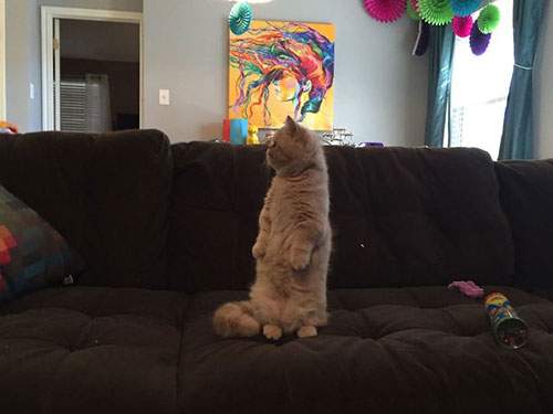 Kỳ lạ: Chú mèo ú chỉ thích đứng bằng 2 chân 3