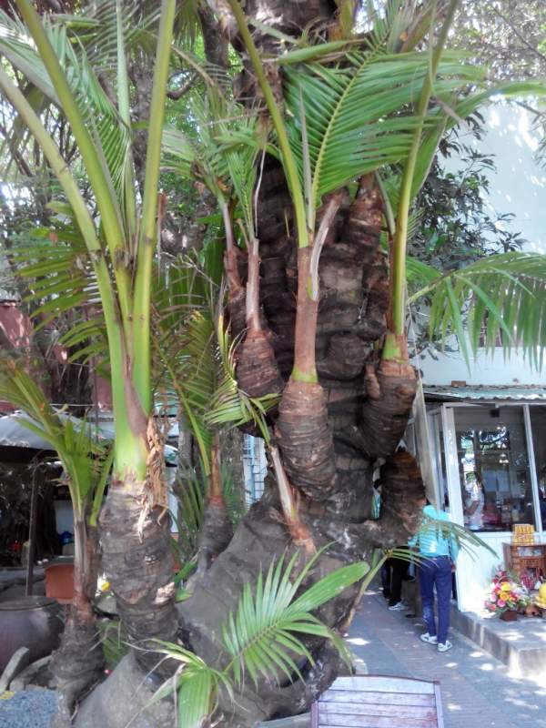 Cây dừa ta 38 đọt duy nhất ở miền Tây 3