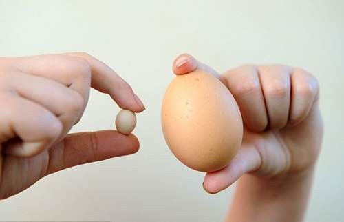 Thích thú ngắm quả trứng gà nhỏ nhất thế giới 3