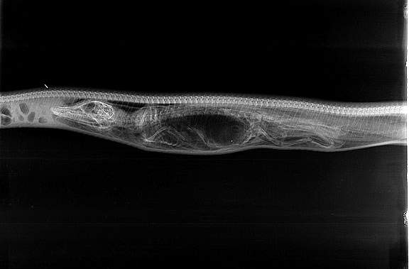 Chùm ảnh X-quang trăn tiêu hóa cá sấu trong bụng gây sốc 2