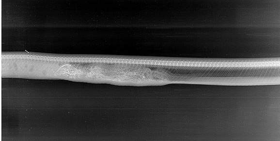 Chùm ảnh X-quang trăn tiêu hóa cá sấu trong bụng gây sốc 4