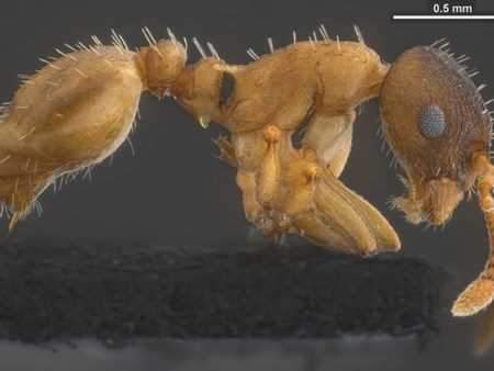 Khám phá những loài kiến lạ trên thế giới 4
