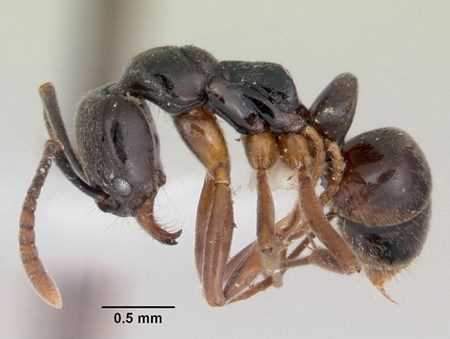 Khám phá những loài kiến lạ trên thế giới 9