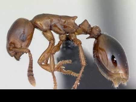 Khám phá những loài kiến lạ trên thế giới 7