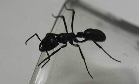 Khám phá những loài kiến lạ trên thế giới 8