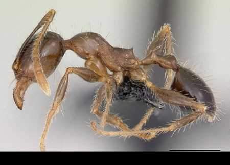Khám phá những loài kiến lạ trên thế giới 10