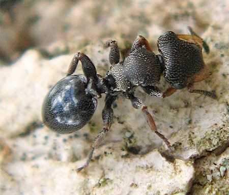 Khám phá những loài kiến lạ trên thế giới 6