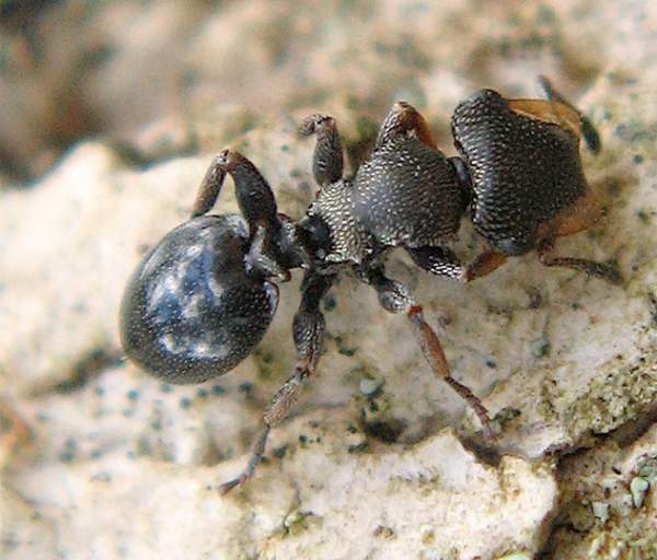 Kinh ngạc những loài kiến lạ lùng nhất hành tinh 5