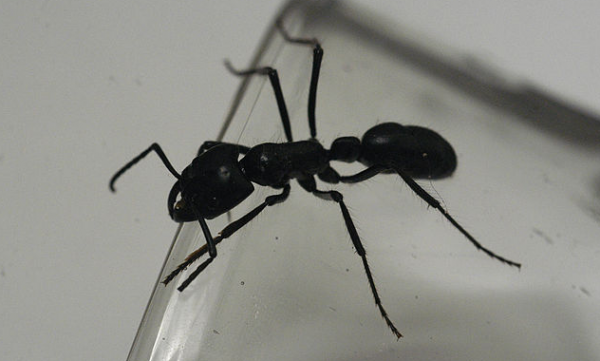 Kinh ngạc những loài kiến lạ lùng nhất hành tinh 7