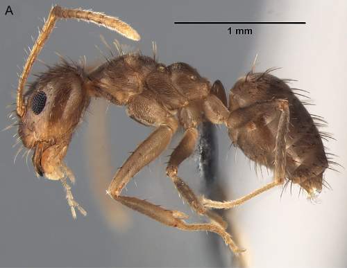 Kinh ngạc những loài kiến lạ lùng nhất hành tinh 11