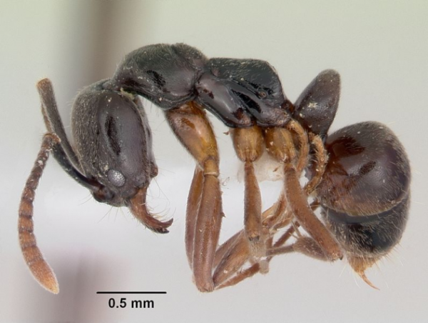 Kinh ngạc những loài kiến lạ lùng nhất hành tinh 8