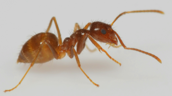 Kinh ngạc những loài kiến lạ lùng nhất hành tinh 10