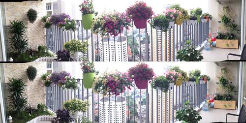 Hà Nội: Vườn ban công bảy sắc ở tầng cao hút gió 3