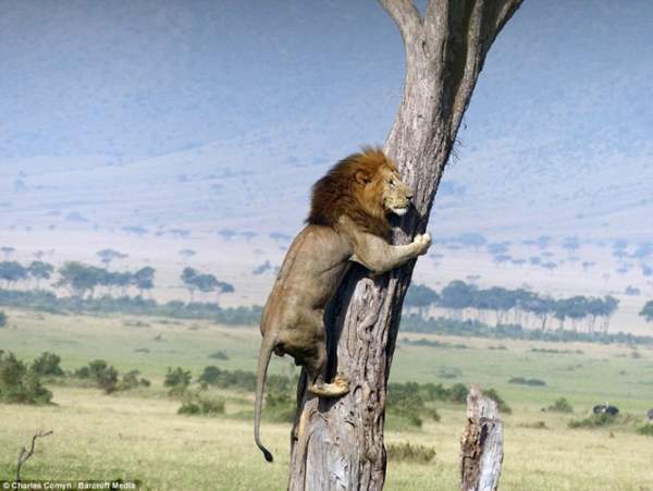 Kinh ngạc với cảnh sư tử sợ hãi leo lên cây chạy trốn bầy trâu rừng hung dữ 3