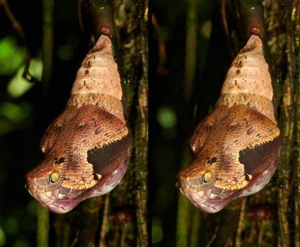 Kinh dị loài sâu bướm biết "hóa trang" thành rắn 4