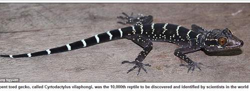 139 loài mới được phát hiện ở khu vực sông Mekong 3