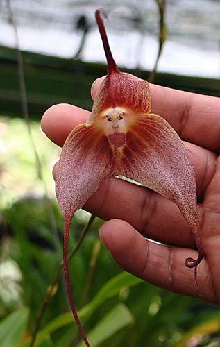 Điểm danh 10 loài hoa quái dị nhất hành tinh 2
