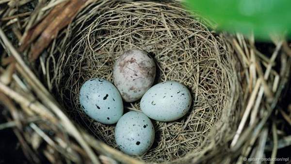 Khám phá những siêu năng lực của trứng các loài chim 13