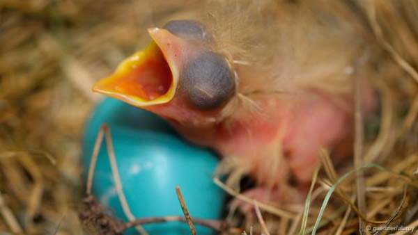Khám phá những siêu năng lực của trứng các loài chim 6
