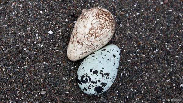 Khám phá những siêu năng lực của trứng các loài chim 3