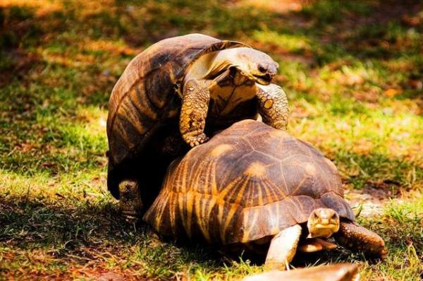 13 sự thật về loài rùa mà ít ai biết đến 10