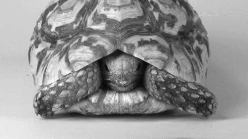 13 sự thật về loài rùa mà ít ai biết đến 5