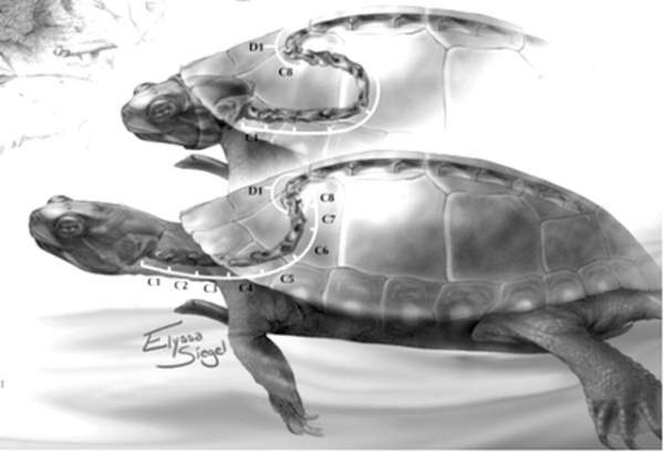 13 sự thật về loài rùa mà ít ai biết đến 4