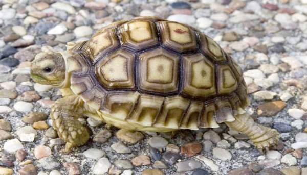 13 sự thật về loài rùa mà ít ai biết đến 13