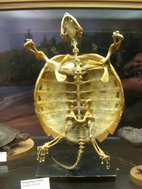 13 sự thật về loài rùa mà ít ai biết đến 2