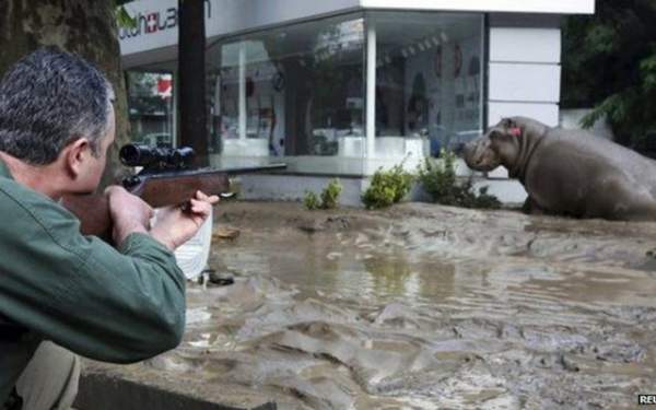 Gruzia: Sau lụt, thú dữ xổng chuồng "dạo chơi" khắp phố 4