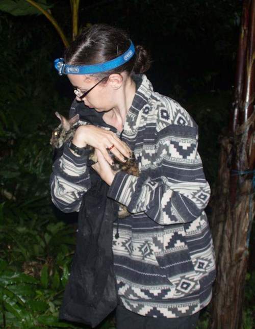 Phát hiện loài thỏ hiếm nhất thế giới ở Việt Nam 3