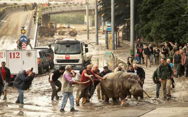 Gruzia: Sau lụt, thú dữ xổng chuồng "dạo chơi" khắp phố 5