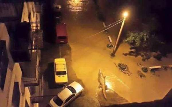 Gruzia: Sau lụt, thú dữ xổng chuồng "dạo chơi" khắp phố 7