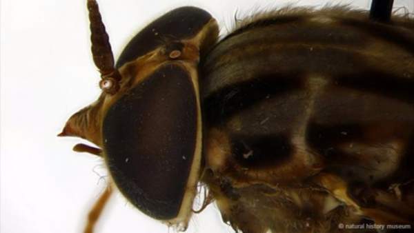 Cận cảnh những loài ruồi lớn nhất hành tinh 6