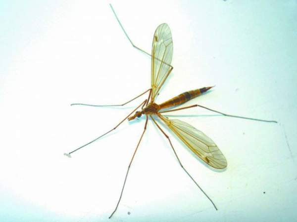 Cận cảnh những loài ruồi lớn nhất hành tinh 7
