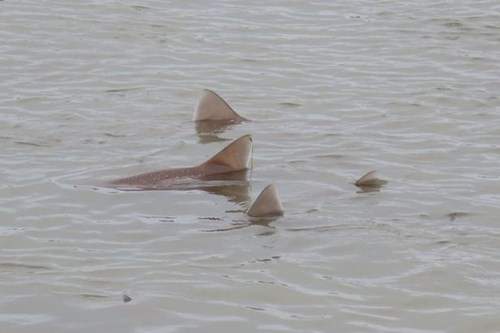 Kinh ngạc với 50 con cá mập "tụ tập" thành bầy sát bờ 2