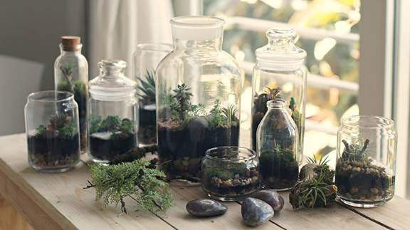 "Nông dân sành điệu" đưa thú chơi Terrarium về Hà Nội 4