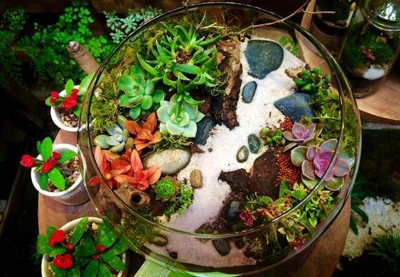 "Nông dân sành điệu" đưa thú chơi Terrarium về Hà Nội 3