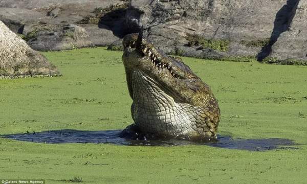 Cá sấu sông Nile nuốt chửng đồng loại không thương tiếc 7