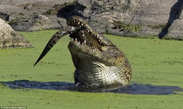 Cá sấu sông Nile nuốt chửng đồng loại không thương tiếc 5