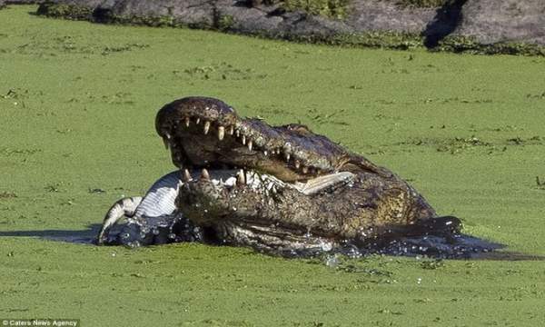 Cá sấu sông Nile nuốt chửng đồng loại không thương tiếc 2