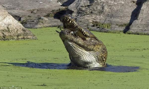 Cá sấu sông Nile nuốt chửng đồng loại không thương tiếc 6