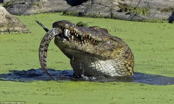 Cá sấu sông Nile nuốt chửng đồng loại không thương tiếc 4