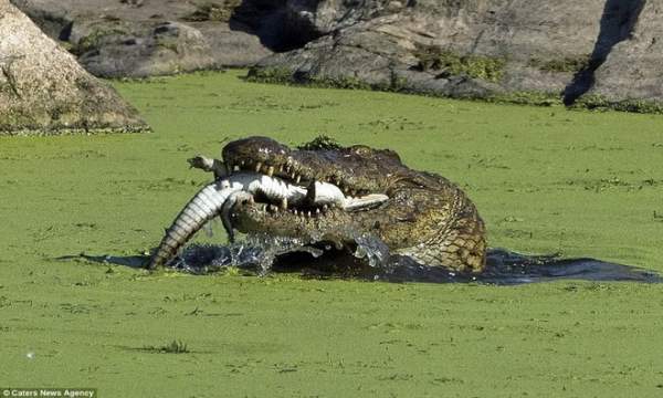 Cá sấu sông Nile nuốt chửng đồng loại không thương tiếc 3