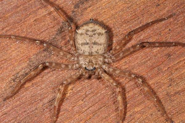 Phát hiện loài nhện biết "bay” tại Nam Mỹ 3