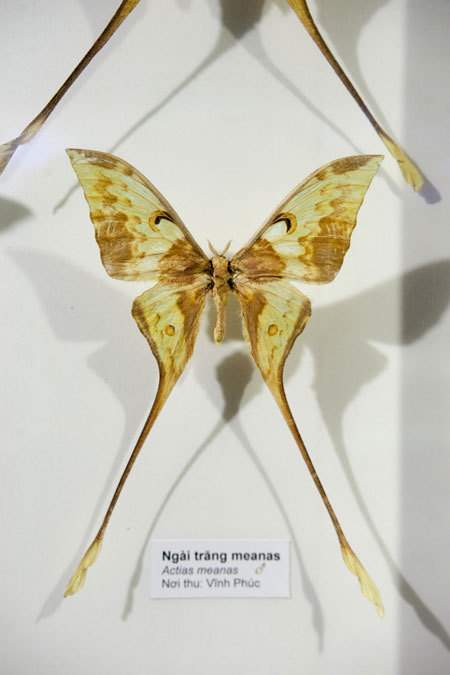 Chiêm ngưỡng những loài bướm đẹp, kỳ lạ ở Việt Nam 9