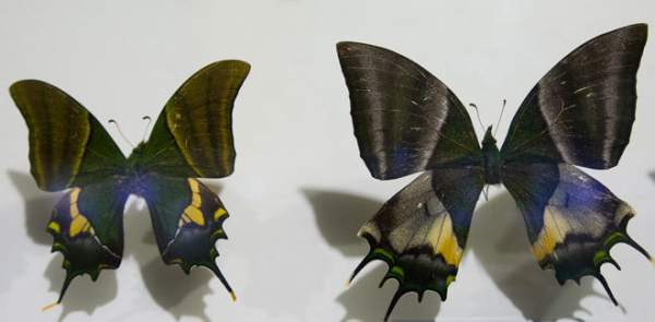 Chiêm ngưỡng những loài bướm đẹp, kỳ lạ ở Việt Nam 2