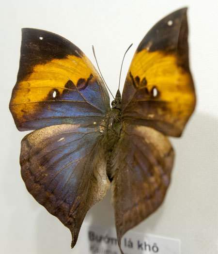 Chiêm ngưỡng những loài bướm đẹp, kỳ lạ ở Việt Nam 3
